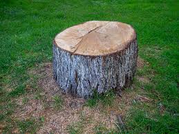 Best Root Management and Removal  in Pen Mar, PA