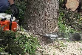 Best Arborist Consultation Services  in Pen Mar, PA
