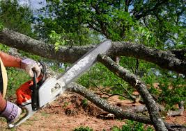 Best Pest Control for Lawns  in Pen Mar, PA
