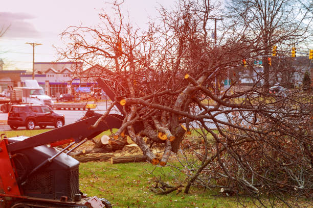 Best Fruit Tree Pruning  in Pen Mar, PA