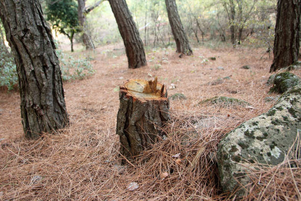 Best Tree Removal  in Pen Mar, PA