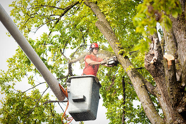 Tree and Shrub Care in Pen Mar, PA