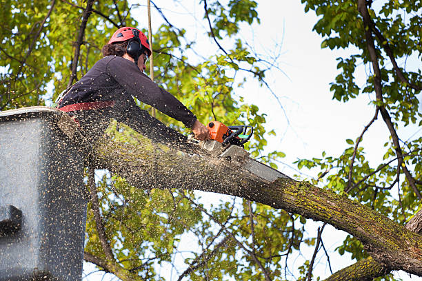 Pen Mar, PA Tree Care Company