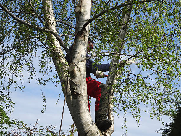 Best Tree Cabling and Bracing  in Pen Mar, PA