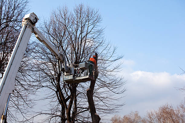 How Our Tree Care Process Works  in  Pen Mar, PA