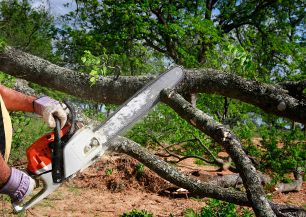 Best Tree Disease Treatment  in Pen Mar, PA