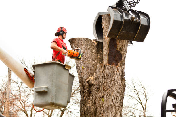 Best Tree Preservation Services  in Pen Mar, PA